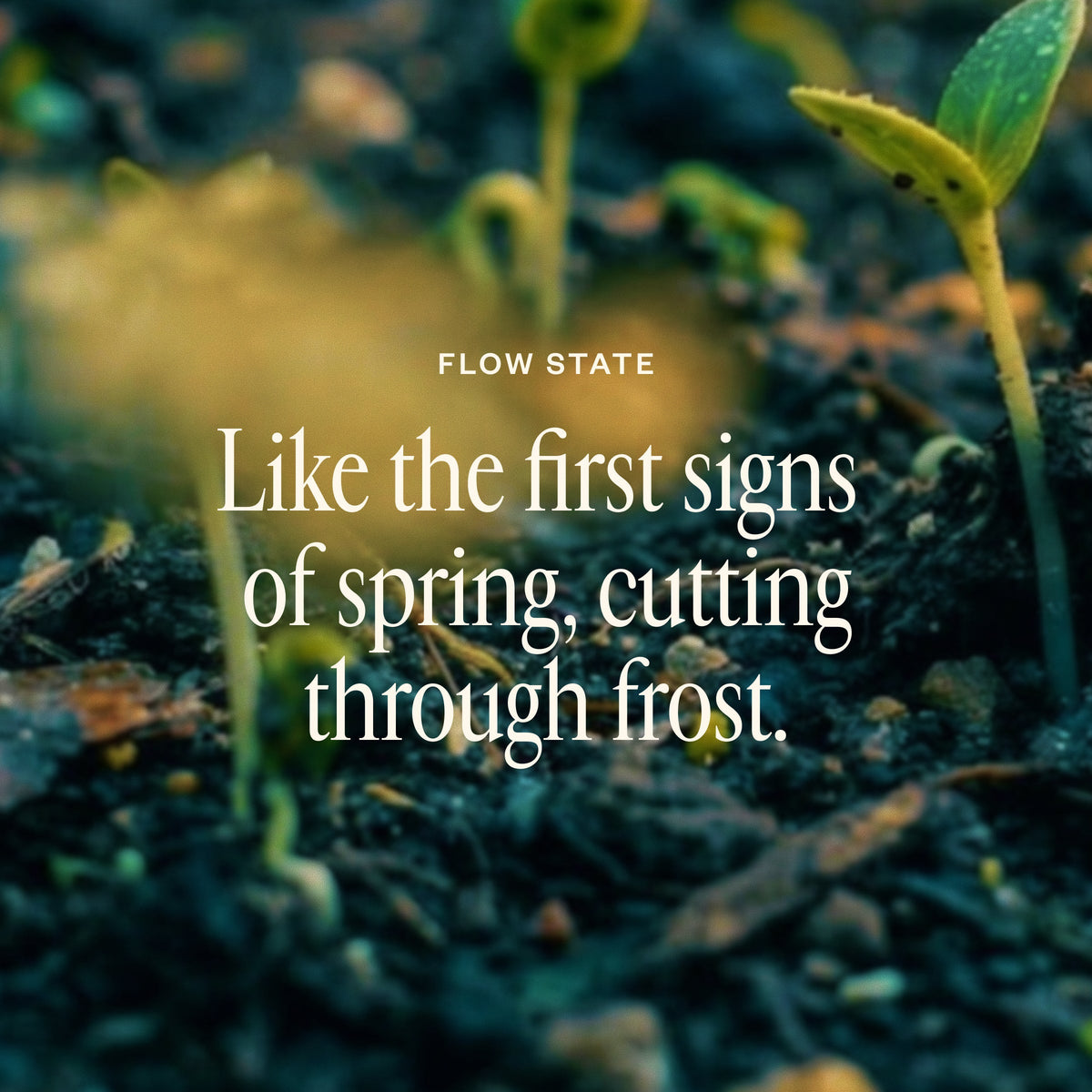 Spring Refresh Diffuser Bundle S0